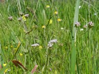 Galium spurium 5, Akkerwalstro, Saxifraga-Rutger Barendse