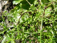 Galium spurium 7, Akkerwalstro, Saxifraga-Rutger Barendse