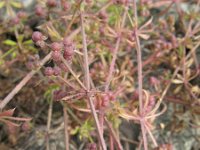 Galium spurium 8, Akkerwalstro, Saxifraga-Rutger Barendse