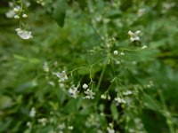 Galium sylvaticum 12, Boswalstro, Saxifraga-Ed Stikvoort