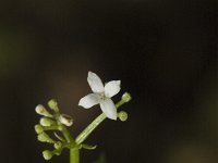 Galium sylvaticum 2, Boswalstro, Saxifraga-Jan van der Straaten