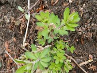 Galium sylvaticum 5, Boswalstro, Saxifraga-Rutger Barendse