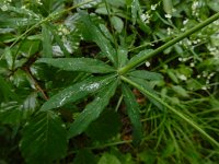 Galium sylvaticum 8, Boswalstro, Saxifraga-Ed Stikvoort