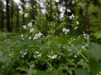 Galium sylvaticum 9, Boswalstro, Saxifraga-Ed Stikvoort