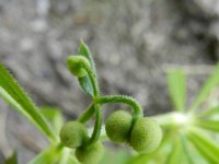 Galium tricornutum 2, Driehoornig walstro, Saxifraga-Rutger Barendse