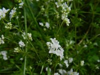 Galium uliginosum 2, Ruw walstro, Saxifraga-Rutger Barendse