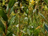 Galium uliginosum 6, Ruw walstro, Saxifraga-Ed Stikvoort