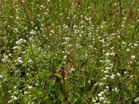 Galium uliginosum 7, Ruw walstro, Saxifraga-Ed Stikvoort