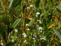 Galium uliginosum 8, Ruw walstro, Saxifraga-Ed Stikvoort