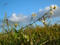 Galium uliginosum 9, Ruw walstro, Saxifraga-Ed Stikvoort