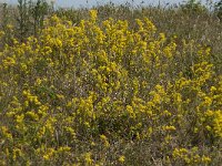 Galium verum 10, Geel walstro, Saxifraga-Jan van der Straaten