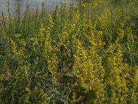 Galium verum 14, Geel walstro, Saxifraga-Jan van der Straaten