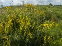 Galium verum 16, Geel walstro, Saxifraga-Jan van der Straaten