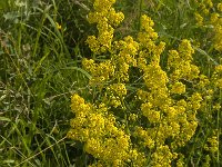 Galium verum 18, Geel walstro, Saxifraga-Jan van der Straaten