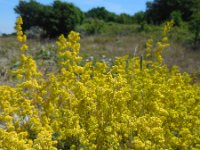 Galium verum 23, Geel walstro, Saxifraga-Ed Stikvoort