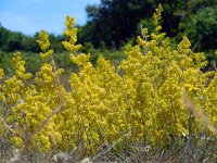 Galium verum 27, Geel walstro, Saxifraga-Ed Stikvoort