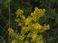 Galium verum 29, Geel walstro, Saxifraga-Jan van der Straaten