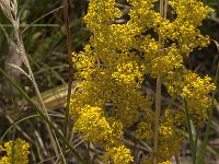 Galium verum 32, Geel walstro, Saxifraga-Jan van der Straaten