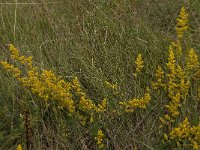 Galium verum 33, Geel walstro, Saxifraga-Jan van der Straaten