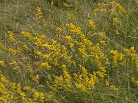 Galium verum 34, Geel walstro, Saxifraga-Jan van der Straaten