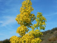 Galium verum 38, Geel walstro, Saxifraga-Ed Stikvoort