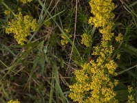 Galium verum 40, Geel walstro, Saxifraga-Jan van der Straaten