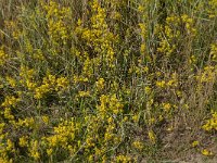 Galium verum 41, Geel Walstro, Saxifraga-Jan van der Straaten