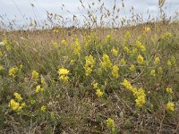 Galium verum 42, Geel walstro, Saxifraga-Willem van Kruijsbergen