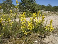 Galium verum 6, Geel walstro, Saxifraga-Jan van der Straaten