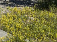 Galium verum 7, Geel walstro, Saxifraga-Jan van der Straaten