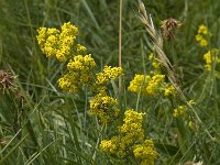 Galium verum ssp verum 9, Geel walstro, Saxifraga-Willem van Kruijsbergen