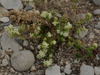 Galium x carmineum 2, Saxifraga-Willem van Kruijsbergen