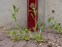 Gamochaeta pensylvanica 2, Amerikaanse droogbloem, Saxifraga-Ed Stikvoort