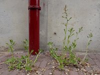 Gamochaeta pensylvanica 7, Amerikaanse droogbloem, Saxifraga-Ed Stikvoort