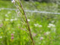 Gaudinia fragilis 4, Saxifraga-Rutger Barendse