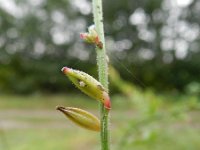 Gaura lindheimeri 6, Saxifraga-Rutger Barendse