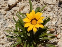 Gazania rigen