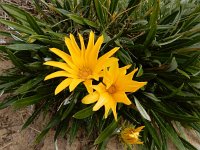 Gazania rigens 2, Saxifraga-Ed Stikvoort