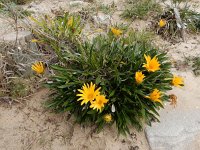 Gazania rigens 6, Saxifraga-Ed Stikvoort