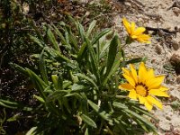 Gazania rigens 7, Saxifraga-Ed Stikvoort