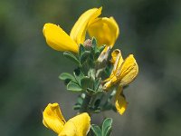 Genista anatolica 2, Saxifraga-Jan van der Straaten