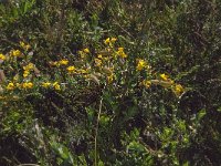 Genista anglica 10, Stekelbrem, Saxifraga-Jan van der Straaten