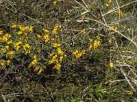 Genista anglica 11, Stekelbrem, Saxifraga-Jan van der Straaten