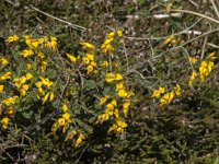 Genista anglica 12, Stekelbrem, Saxifraga-Jan van der Straaten