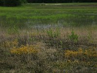 Genista anglica 16, Stekelbrem, Saxifraga-Hans Boll