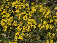 Genista anglica 2, Stekelbrem, Saxifraga-Marijke Verhagen