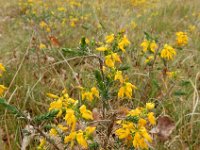 Genista anglica 21, Stekelbrem, Saxifraga-Ed Stikvoort