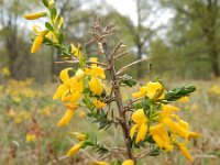 Genista anglica 22, Stekelbrem, Saxifraga-Ed Stikvoort