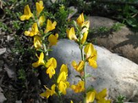 Genista anglica 23, Stekelbrem, Saxifraga-Rutger Barendse