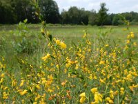 Genista anglica 24, Stekelbrem, Saxifraga-Ed Stikvoort